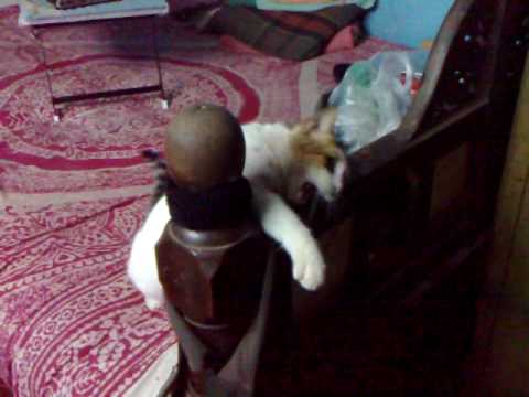 kitty playing with my sis