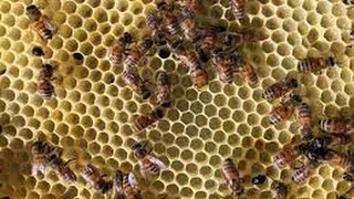 Tips for getting rid of Hive Beetles in the Bee Hive. Easy for Beekeeper and no chemicals