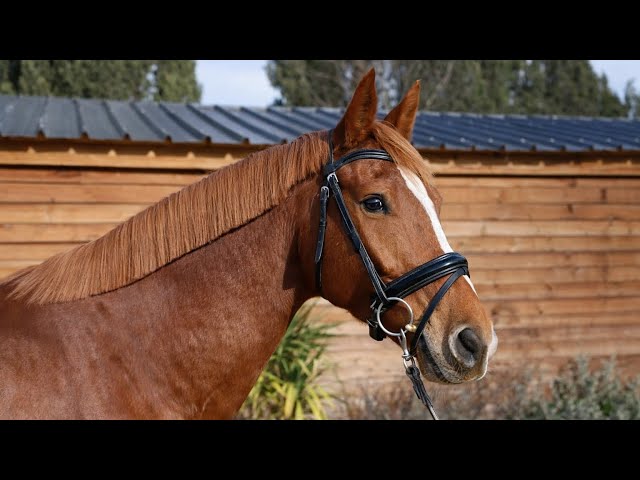 Hongre Selle Fran&ccedil;ais - 6 ans- Dressage - France