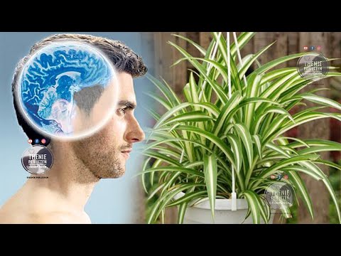 Të gjithë e keni këtë lule në shtëpi, por a e dini që trajton priblemin më të madh të Shqiptarëve