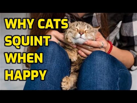 Why Do Cats Close Their Eyes When They Look At You?