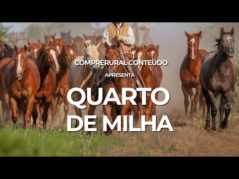 Quarter Horse: Get to know the breed originally from America.