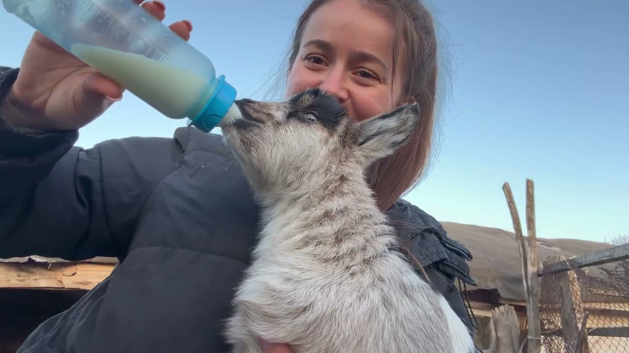 Роды козы. Кормление козлят