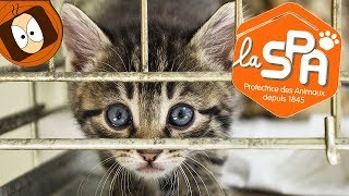 JE VISITE UN REFUGE DE LA SPA 🐱🐶!
