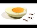 Ants vs Egg Time-Lapse