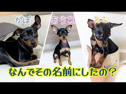 ピンシャーの雌犬の名前
