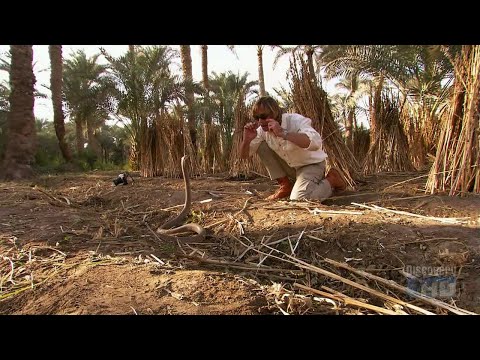 Austin Stevens - Snakemaster - The Snake That Killed Cleopatra