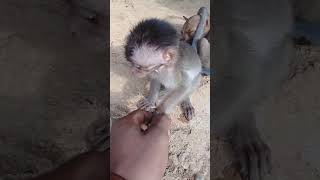 preview picture of video 'Kejadian langka monyet dan anjing'