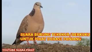 Download lagu SUARA BURUNG TEKUKUR ATAU DERKUKU UNTUK PIKAT DURASI PANJANG 1 JAM DI JAMIN AMPUH mp3