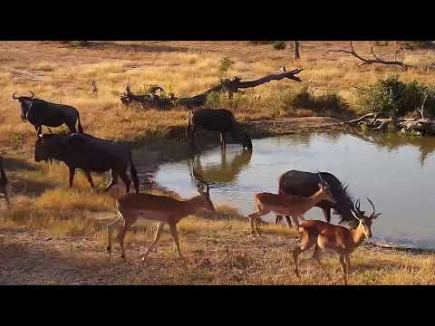 Djuma: Wildebeests - 15:38 - 06/05/19