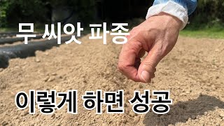 무 파종 지금 서둘러 하세요