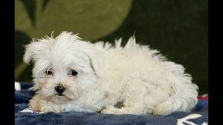 Video preview image #1 Maltese Puppy For Sale in BIRD IN HAND, PA, USA