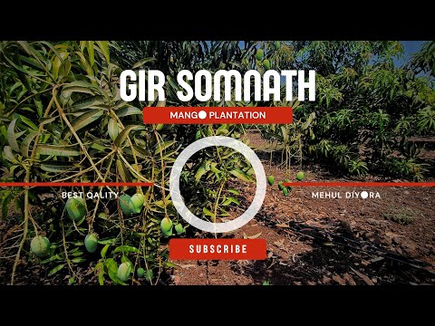 GIR SOMNATH GIR KESER MANGO PLANTATION