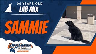 Download Lagu 6 Year Old Lab Mix (SAMMIE) Virginia’s Best Dog Trainers Off Leash K9 Training Thumbnail