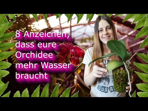 , title : '8 Anzeichen, dass die Orchidee mehr Wasser braucht| Orchidee retten |'
