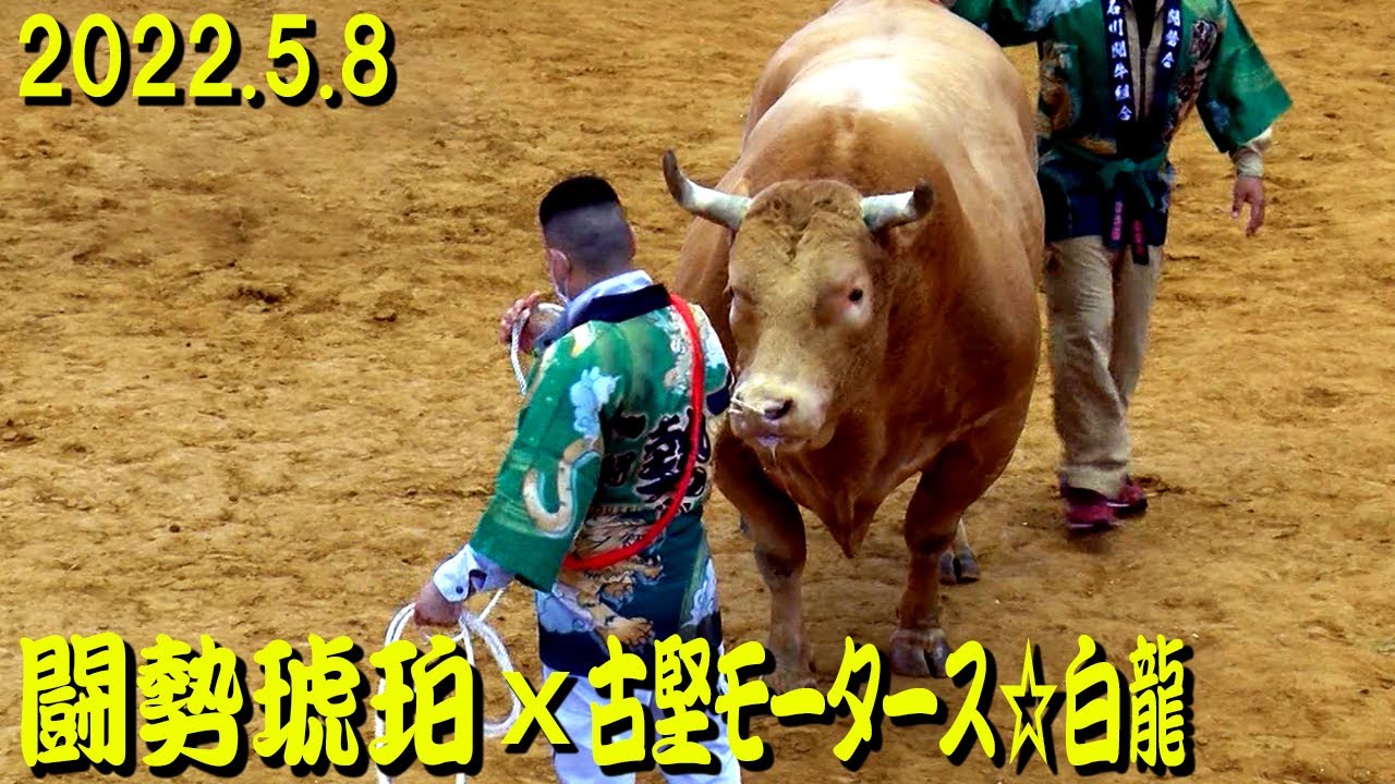 闘勢琥珀ｘ古堅モータース☆白龍（重量級タイトルマッチ）2022.5.8　【沖縄闘牛】