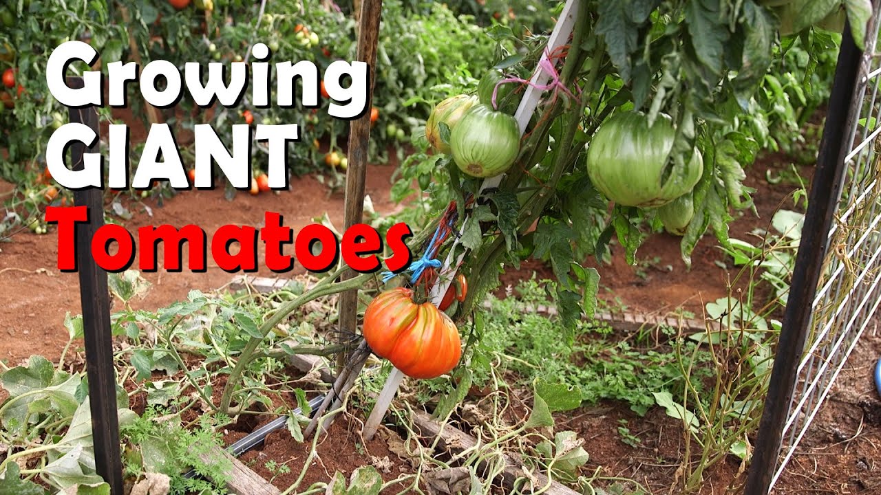 Growing the biggest Tomatoes - Vasili's Classics