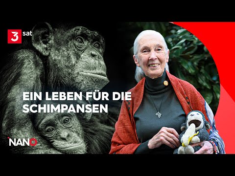 Jane Goodall: Die „Schimpansen-Mama“ ist tot