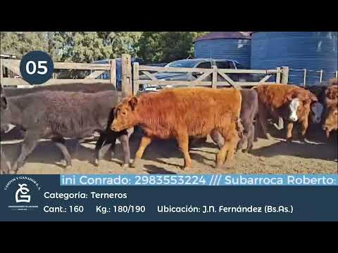 Lote Machos - Juan N. Fernández Bs As