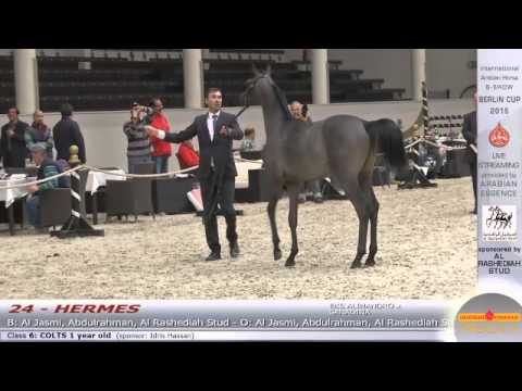 Berlin Cup Werder 2015 - Colts 1 year old (Class 6) - N.24 HERMES