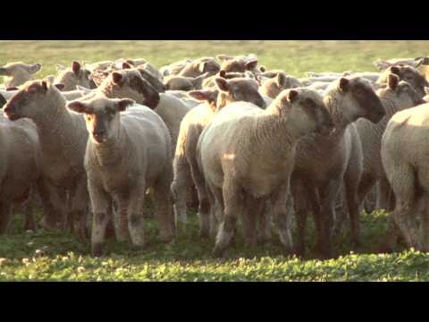 Anderson Ranches - Oregon Grass Fed Lamb
