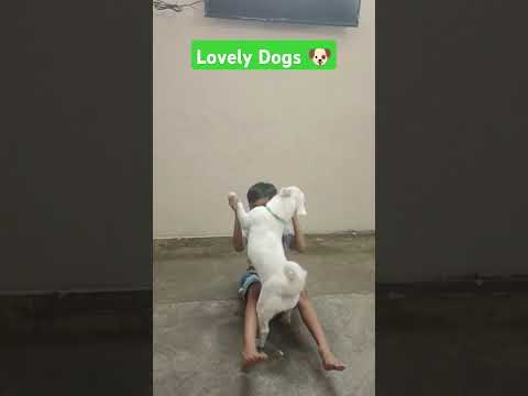 Lovely dogs 🐕🐕#dog #shortsfeed #trending #dogs #trending #shorts #short #ytshorts #ytshots