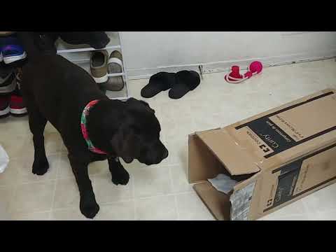 Baby Kona-In-A-Box (Kona the Chocolate Lab)