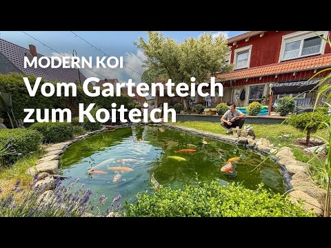 Christians 13.000l Koiteich | Modern Koi Blog #7953