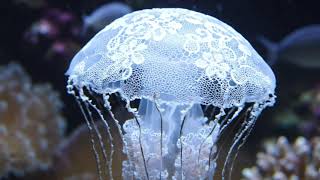 Deep Ocean Underwater Sounds | Jellyfish Drift for Relaxation ASMR #asmr #ocean #asmrsounds #relax
