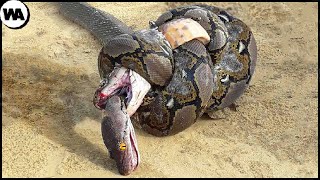 Download lagu This Is Why the King Cobra Hates Other Snakes... mp3