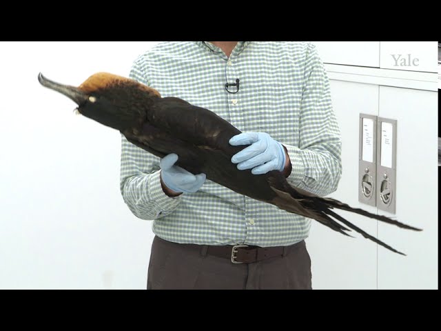 Video Pronunciation of chachalaca in English