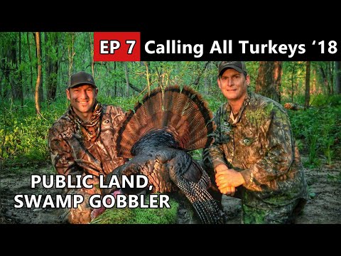 RIGHT OFF THE ROOST!!! Public Land Hunting In Wisconsin - Calling All Turkeys