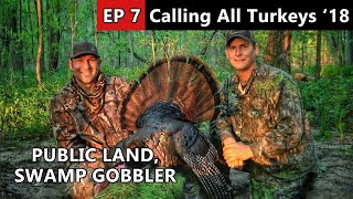 Swamp Gobbler Hunting - Wisconsin Public Land - Calling All Turkeys