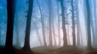 Morning in the forest - over one hour of relaxing forest sounds