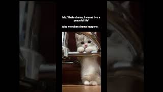 Download lagu I hate drama. but why is this interesting?” 👀🍿#relatable#dramamood#catmeme#funny#internethumor #cat mp3