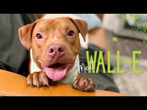 Dog for adoption - Wall-E Wiggle Bean, a Pit Bull Terrier &amp; Staffordshire Bull Terrier Mix in ...