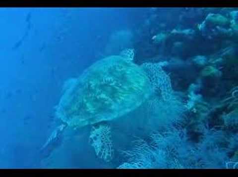 Schildkröte, S.S.Yongala (Yongala Wreck),Australien