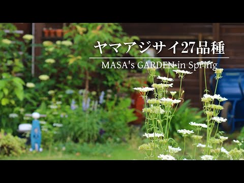 あじさい、山あじさい 植物