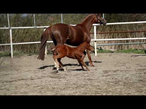 SF Vitalis x D´Lor for sale