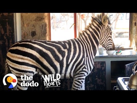 Watch This Rescued Zebra Break into His Mom’s House | The Dodo Wild Hearts
