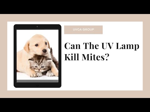 YouTube video about: Can ultraviolet light kill fleas?