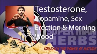 Testosterone and Dopamine in Sex Erection and Morning Wood [Part 8]