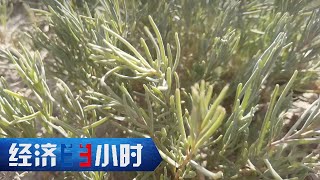 [問卦] 為什麼臺灣泡過能長植物？