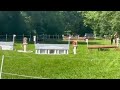 Gelding Hanoverian For sale 2021 Dark Bay