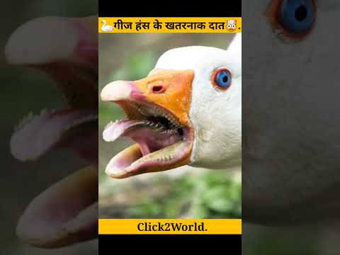 🦢Dangerous teeth of Geese swan🤯#shorts #shortvideo #youtubeshorts #Geesehans #swan