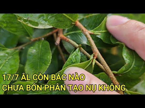 🔴 QBS23445 - THÁNG 7 NỤ MAI MIỀN BẮC CÒN QUÁ BÉ LÀM CÁCH NÀO | THỜI ĐIỂM TẠO NỤ MAI VÀNG MIỀN BẮC