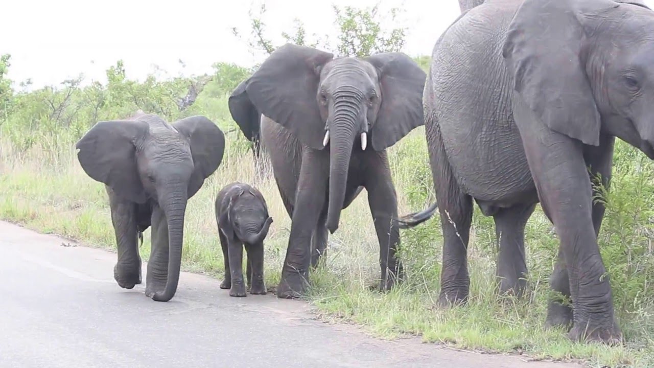 Baby Elephant struggling with this long thing on his face... Cuteness overload!!