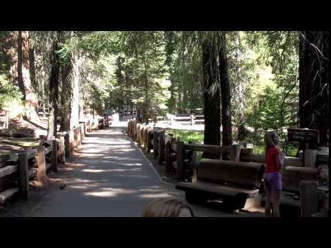 visitor's center area with large sequoias