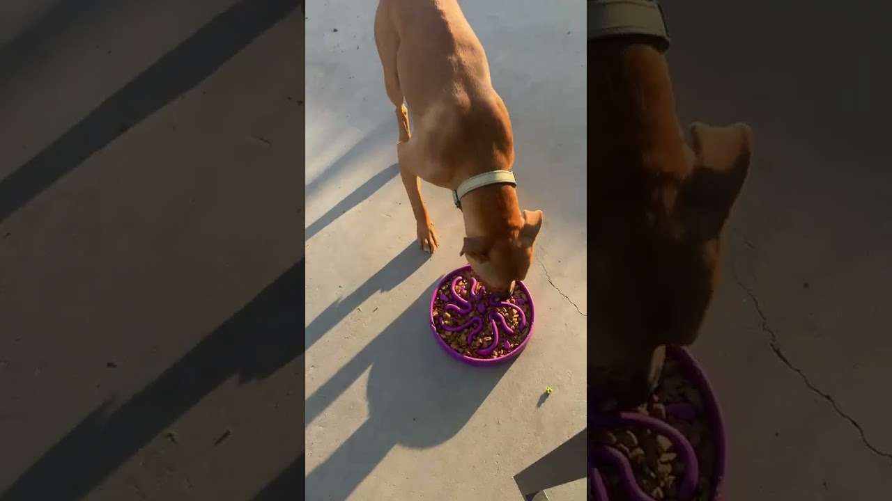 Max, a Adoptable mixed breed in Fresno, CA video 2/6