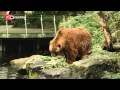 Wat eten dieren in Dierenpark Emmen?